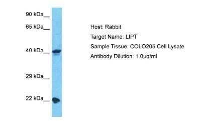 Western Blot lipoyltransferase 1 Antibody - BSA Free