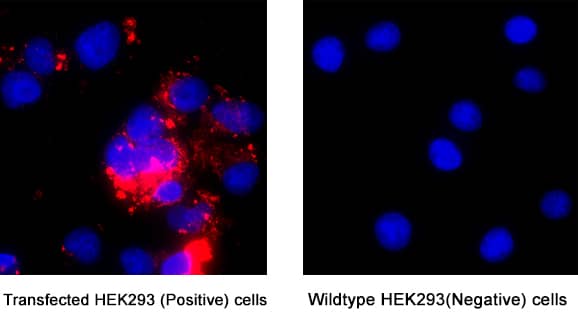 Siglec‑3/CD33 was detected in immersion fixed Transfected HEK293 Human Embryonic Kidney Cell Line (Positive) And Wild Type HEK293 Human Embryonic Kidney Cell Line (Negative) Cells using Llama Anti-Human Siglec‑3/CD33 LlamabodyTM VHH His-tag Monoclonal Antibody (Catalog # LMAB10733) at 5 &micro;g/mL for 3 hours at room temperature. Cells were stained using Anti-camelid Vhh conjugated to Rhodamine-Red X (red) and counterstained with DAPI (blue). Specific staining was localized to cytoplasm. View our protocol for Fluorescent ICC Staining of Cells on Coverslips.