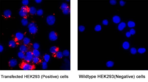 Siglec‑3/CD33 was detected in immersion fixed Transfected HEK293 Human Embryonic Kidney Cell Line (Positive) And Wild Type HEK293 Human Embryonic Kidney Cell Line (Negative) Cells using Llama Anti-Human Siglec‑3/CD33 LlamabodyTM VHH His-tag Monoclonal Antibody (Catalog # LMAB10740) at 5 &micro;g/mL for 3 hours at room temperature. Cells were stained using Anti-camelid Vhh conjugated to Rhodamine-Red X (red) and counterstained with DAPI (blue). Specific staining was localized to cytoplasm. View our protocol for Fluorescent ICC Staining of Cells on Coverslips.