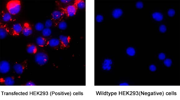Siglec‑3/CD33 was detected in immersion fixed Transfected HEK293 Human Embryonic Kidney Cell Line (Positive) And Wild Type HEK293 Human Embryonic Kidney Cell Line (Negative) Cells using Llama Anti-Human Siglec‑3/CD33 LlamabodyTM VHH His-tag Monoclonal Antibody (Catalog # LMAB10752) at 5 &micro;g/mL for 3 hours at room temperature. Cells were stained using Anti-camelid Vhh conjugated to Rhodamine-Red X (red) and counterstained with DAPI (blue). Specific staining was localized to cytoplasm. View our protocol for Fluorescent ICC Staining of Cells on Coverslips.