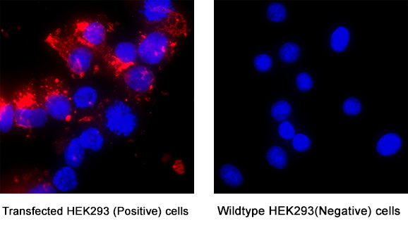 Siglec‑3/CD33 was detected in immersion fixed Transfected HEK293 Human Embryonic Kidney Cell Line (Positive) And Wild Type HEK293 Human Embryonic Kidney Cell Line (Negative) Cells using Llama Anti-Human Siglec‑3/CD33 LlamabodyTM VHH His-tag Monoclonal Antibody (Catalog # LMAB10753) at 5 &micro;g/mL for 3 hours at room temperature. Cells were stained using Anti-camelid Vhh conjugated to Rhodamine-Red X (red) and counterstained with DAPI (blue). Specific staining was localized to cytoplasm. View our protocol for Fluorescent ICC Staining of Cells on Coverslips.