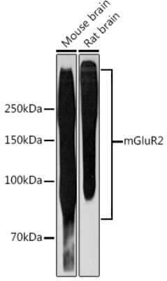 Western Blot: mGluR2 Antibody (0U6B5) [NBP3-16243] - Western blot analysis of extracts of various cell lines, using mGluR2 Rabbit mAb (NBP3-16243) at 1:1000 dilution. Secondary antibody: HRP Goat Anti-Rabbit IgG (H+L) at 1:10000 dilution. Lysates/proteins: 25ug per lane. Blocking buffer: 3% nonfat dry milk in TBST. Detection: ECL Basic Kit. Exposure time: 3min.