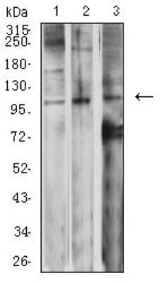 Western Blot: mGluR2 Antibody (6E4F6) [NBP2-61834] - Analysis using GRM2 mouse mAb against SK-N-SH (1), Jurkat (2), and SW620 (3) cell lysate.