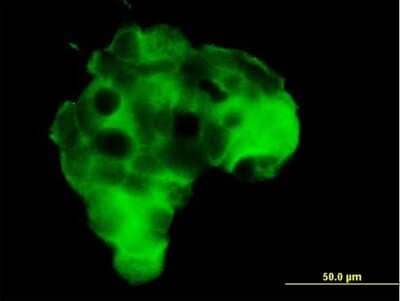 Immunocytochemistry/Immunofluorescence: mGluR2 Antibody [H00002912-B01P] - Analysis of purified antibody to GRM2 on 293 cell. (antibody concentration 1 ug/ml)