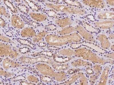 Immunohistochemistry-Paraffin: mGluR2 Antibody [NBP2-97220] - Immunochemical staining of human mGluR2 in human kidney with rabbit polyclonal antibody at 1:100 dilution, formalin-fixed paraffin embedded sections.