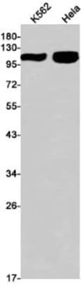 Western Blot: mGluR2 Antibody (S04-2D1) [NBP3-19688] - Western blot detection of mGluR2 in K562, Hela cell lysates using NBP3-19688 (1:1000 diluted). Predicted band size: 99kDa. Observed band size: 99kDa.