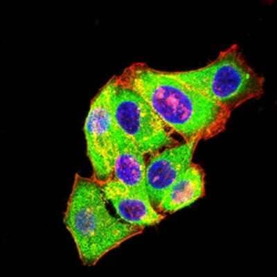 Immunocytochemistry/Immunofluorescence: mGluR3 Antibody (7A5A6) [NBP2-61843] - Analysis of Hela cells using GRM3 mouse mAb (green). Blue: DRAQ5 fluorescent DNA dye. Red: Actin filaments have been labeled with Alexa Fluor- 555 phalloidin. Secondary antibody from Fisher (Cat#: 35503)