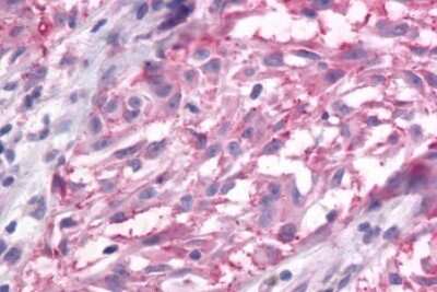 Immunohistochemistry-Paraffin mGluR3 Antibody - BSA Free