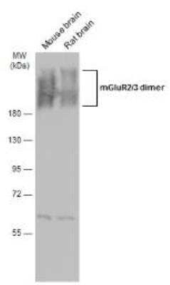 Western Blot: mGluR3 Antibody [NBP1-31109] - Various tissue extracts (50 ug) were separated by 7.5% SDS-PAGE, and the membrane was blotted with mGluR3 antibody [C3], C-term (NBP1-31109). The HRP-conjugated anti-rabbit IgG antibody was used to detect the primary antibody.