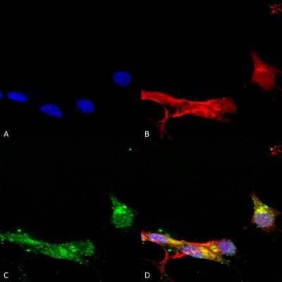 Immunocytochemistry/Immunofluorescence: mGluR5/1a Antibody (S75-33) [NBP2-59334] - Immunocytochemistry/Immunofluorescence analysis using Mouse Anti-mGluR1/5 Monoclonal Antibody, Clone S75-33 (NBP2-59334). Tissue: Neuroblastoma cells (SH-SY5Y). Species: Human. Fixation: 4% PFA for 15 min. Primary Antibody: Mouse Anti-mGluR1/5 Monoclonal Antibody (NBP2-59334) at 1:100 for overnight at 4C with slow rocking. Secondary Antibody: AlexaFluor 488 at 1:1000 for 1 hour at RT. Counterstain: Phalloidin-iFluor 647 (red) F-Actin stain; Hoechst (blue) nuclear stain at 1:800, 1.6mM for 20 min at RT. (A) Hoechst (blue) nuclear stain. (B) Phalloidin-iFluor 647 (red) F-Actin stain. (C) mGluR1/5 Antibody (D) Composite.