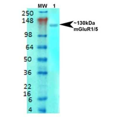 Western Blot: mGluR5/1a Antibody (S75-33) [NBP2-59334] - Western Blot analysis of Rat brain membrane lysate showing detection of mGluR5/1a Glutamate Receptor protein using Mouse Anti-mGluR5/1a Glutamate Receptor Monoclonal Antibody, Clone S75-33 (NBP2-59334). Primary Antibody: Mouse Anti-mGluR5/1a Glutamate Receptor Monoclonal Antibody (NBP2-59334) at 1:1000.