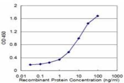 ELISA: mGluR5 Antibody (3E7) [H00002915-M07] - Detection limit for recombinant GST tagged GRM5 is approximately 0.3ng/ml as a capture antibody.
