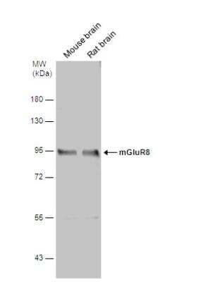Western Blot: mGluR8 Antibody [NBP2-17278] - Various tissue extracts (50 ug) were separated by 7.5% SDS-PAGE, and the membrane was blotted with mGluR8 antibody [N1], N-term  diluted at 1:500. The signal was developed with Trident ECL plus-Enhanced.