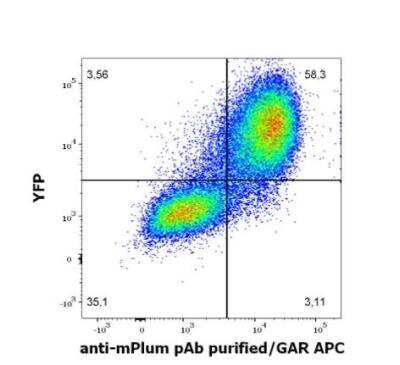Flow Cytometry: mPlum Antibody [NBP3-11833] - Surface staining pattern of HEK293T/17 cells co-transfected with mPlum/GPI and YFP/GPI constructs stained using anti-mPlum Purified rabbit polyclonal antibody (concentration in sample 2 ug/ml, GAR APC). 