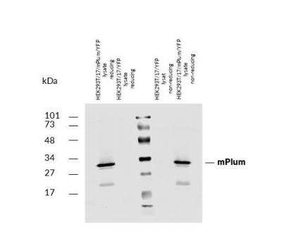Western Blot: mPlum Antibody [NBP3-11833] -  Analysis of mPlum fluorescent protein using rabbit polyclonal antibody PAb (919) on lysates of HEK293T/17 cells co-transfected with mPlum/GPI and YFP/GPI constructs (HEK293T/17 cells transfected with YFP/GPI; negative control) under reducing and non-reducing conditions. Nitrocellulose membrane was probed with 2 ug/ml of rabbit anti-mPlum polyclonal antibody followed by IRDye800-conjugated anti-rabbit secondary antibody. A specific band was detected for mPlum protein at approximately 30 kDa. 