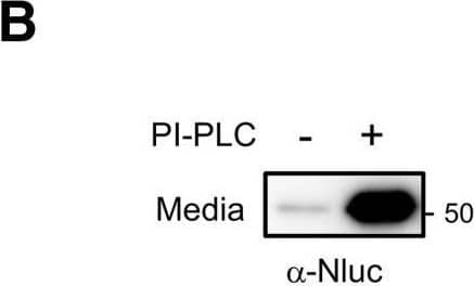 Luciferase assay for quantifying the release of GPC4 from astrocytes. A, Nluc is inserted at the N terminus, after the endogenous signal peptide, to preserve GPC4 trafficking. B, Primary astrocytes were nucleofected with Nluc-GPC4 and treated with and without PI-PLC. Western botting with  alpha -Nluc antibody showed the expected 20 kDa size shift in the N-terminal fragment. PI-PLC treatment facilitates the release of Nluc-GPC4, confirming the GPI-anchorage of the construct. C, Representative trace of one experiment showing the linear kinetics of GPC4 release from astrocyte culture (R2 = 0.998). Error bars indicate the standard error of the mean. D, Astrocytes expressing Nluc-GPC4 were incubated in fresh media with and without PI-PLC for 3 h, and Nluc signal was measured in the cell lysate and media. Nluc signal was normalized to untreated lysate conditions for each biological replicate. PI-PLC treatment resulted in the decrease in the luciferase activity of the cell lysate and the corresponding increase in the activity in the media. These data show Nluc-GPC4 is quantitative in measuring released versus surface pools of GPC4. Error bars indicate 95% CI of the mean here and in following graphs. The requirement of the GPI-anchorage for PI-PLC-dependent release of GPC4 is shown in Extended Data Figure 2-1. E, The release rate (media over lysate activity) of Nluc-GPC4 and Nluc-Prion was normalized to Nluc-GPC4 release. Nluc-GPC4 is released ∼2-fold more than Nluc-Prion (t test p < 0.0001, Cohen’s d = 3.59); ***p < 0.001. Image collected and cropped by CiteAb from the following open publication (//pubmed.ncbi.nlm.nih.gov/34301723), licensed under a CC-BY license. Not internally tested by R&D Systems.