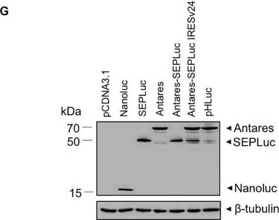 Iterative optimization of the SEPLuc and Antares bioluminescence signal ratios. (A) cyOFP1 was inserted into the existing membrane-anchored SEPLuc fusion via the 5-amino acid linker (n = 2). (B) cyOFP1 was fused to another Nanoluc sequence, then linked downstream of SEPLuc via E2A (n = 2). (C) Antares was cloned downstream of SEPLuc and IRES (n = 2). (D) The Antares-SEPLuc construct. Antares is followed by T2A and puromycin (colored purple), then by IRES and SEPLuc. (n = 3). (E) Comparison of the Antares-SEPLuc constructs utilizing wildtype IRES and the mutant variants IRESv11 and IRESv24 (n = 3). (F) Comparison of the Antares-SEPLuc IRESv24 constructs utilizing two weaker Nanoluc precursors, C1A4E and C1A4E+6, transiently expressed in SW982 cells (n = 2). (G) Western blot of whole cell lysates from SW982 transfected with vector control, Nanoluc, SEPLuc, Antares, Antares-SEPLuc, Antares-SEPLuc IRESv24, and pHLuc. All constructs were transfected into a model cell line, HEK293T for initial assessment of their expression, unless stated otherwise. Downward arrows on spectral scan values indicate the wavelengths at which peaks are expected (450 nm for Nanoluc, 510 nm for SEP, and 580 nm for Antares). Luciferase assay values were normalized to the Nanoluc emission at 450 nm. Error bars are SD. Image collected and cropped by CiteAb from the following open publication (//pubmed.ncbi.nlm.nih.gov/32457886), licensed under a CC-BY license. Not internally tested by R&D Systems.