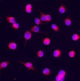 p23/PTGES3 was detected in immersion fixed RAW 264.7 mouse monocyte/macrophage cell line using Mouse Anti-Human/Mouse p23/PTGES3 Monoclonal Antibody (Catalog # MAB100391) at 8 &micro;g/mL for 3 hours at room temperature. Cells were stained using the NorthernLights&trade; 557-conjugated Anti-Mouse IgG Secondary Antibody (red; NL007) and counterstained with DAPI (blue). Specific staining was localized to cytoplasm.