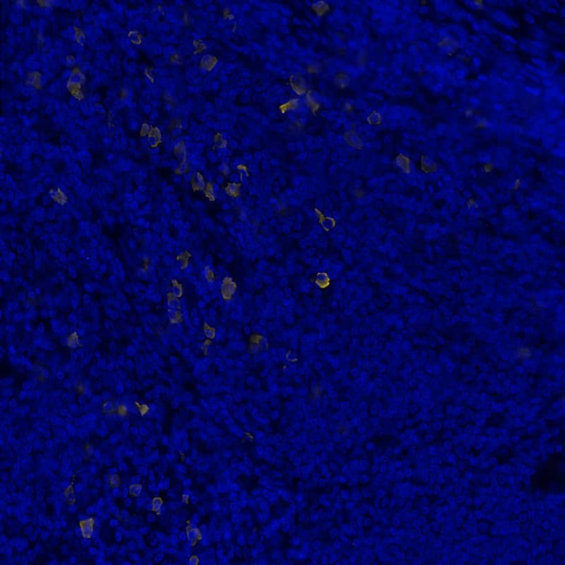 Multiplex Immunofluorescence Human lambda light chain Antibody (1000011) [Unconjugated]