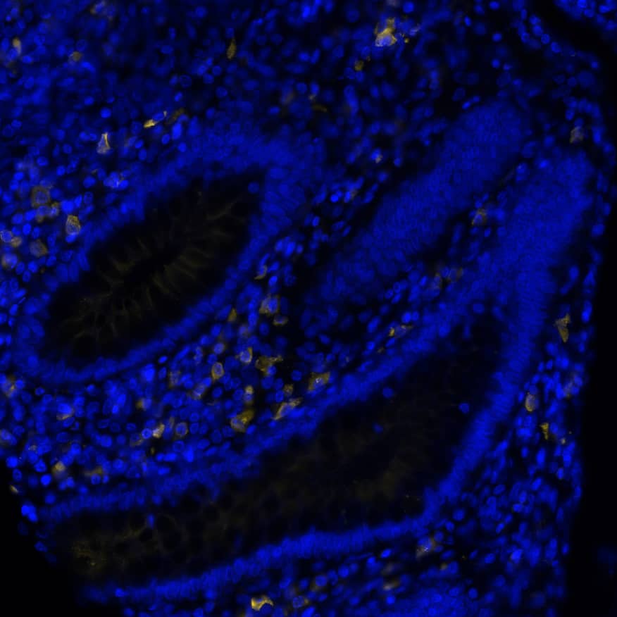 Multiplex Immunofluorescence Human lambda light chain Antibody (1000011) [Unconjugated]