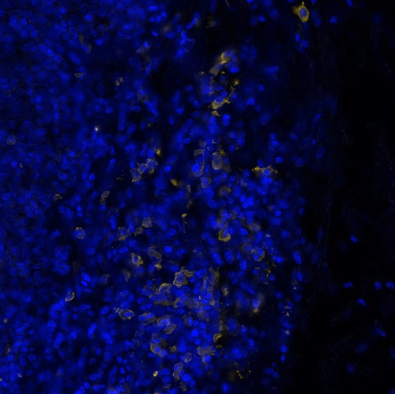 Multiplex Immunofluorescence Human lambda light chain Antibody (1000011) [Unconjugated]