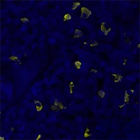 Multiplex Immunofluorescence Human lambda light chain Antibody (1000011) [Unconjugated]