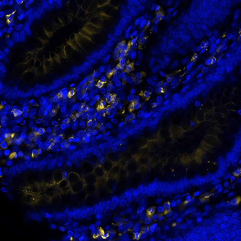 Multiplex Immunofluorescence Human Kappa Light Chain Antibody (999947) [Unconjugated]