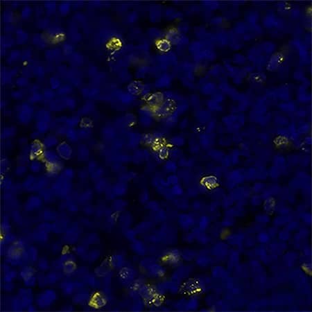 Multiplex Immunofluorescence Human Kappa Light Chain Antibody (999947) [Unconjugated]