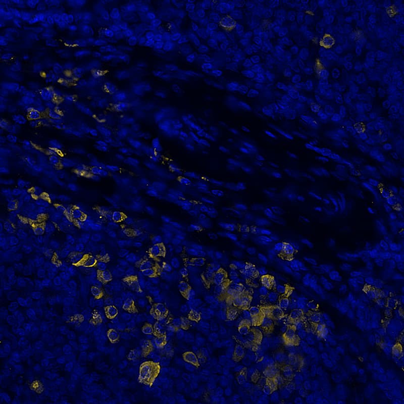 Multiplex Immunofluorescence Human Kappa Light Chain Antibody (999947) [Unconjugated]