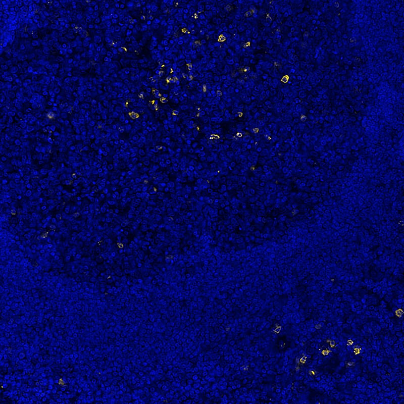 Multiplex Immunofluorescence Human Kappa Light Chain Antibody (999947) [Unconjugated]