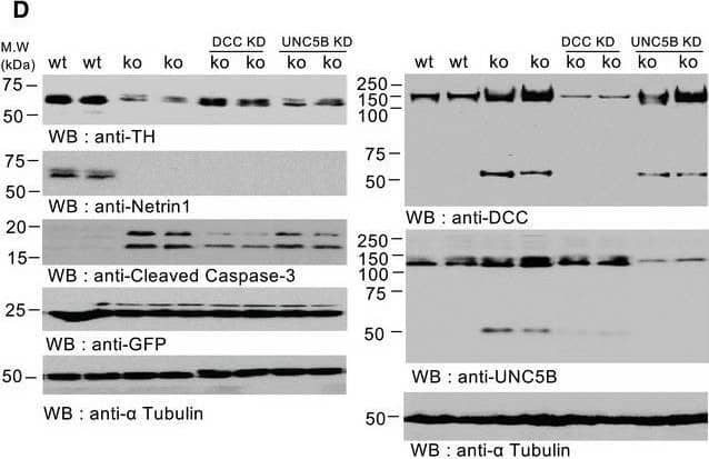 Unbound DCC participates to netrin‐1 depletion‐induced dopamine cell loss. DImmunoblot of SN lysates (upper panel) & corresponding quantification (bottom panel). Quantification of band intensity (bottom). Mouse N = 2. N = 3 independent immunoblot analysis. Bars & error bars represent the mean ± SEM. Statistical significance was determined by an unpaired t‐test. *P < 0.05; P** < 0.01.EMotor behavior tests at 6 weeks after treatment. N = 8 animals/group. Bars & error bars represent the mean ± SEM. Statistical significance was determined using a one‐way ANOVA followed by post hoc Tukey test for multiple group comparison. *P < 0.05; N.S., not significant.Source data are available online for this figure. Image collected & cropped by CiteAb from the following open publication (//pubmed.ncbi.nlm.nih.gov/33351190), licensed under a CC-BY license. Not internally tested by R&D Systems.