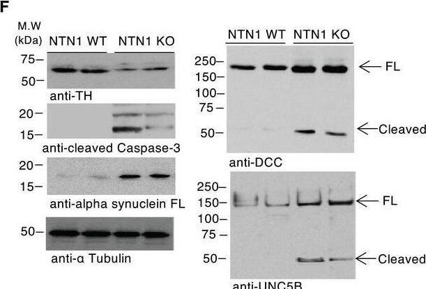 Silencing netrin‐1 in the SN elicits TH loss and motor impairment. Immunoblot of SN lysates from netrin‐1 wild type (WT) and netrin‐1 conditional KO mice (left upper panel). Densitometry band quantification of cleaved receptor over full‐length receptor ratio (lower right panel). We randomly selected two mice from each group for immunoblot analysis. N = 3 independent experiments. Bars and error bars represent the mean ± SEM. Statistical significance was determined by an unpaired t‐test. *P < 0.05; P** < 0.01.Source data are available online for this figure. Image collected and cropped by CiteAb from the following open publication (//pubmed.ncbi.nlm.nih.gov/33351190), licensed under a CC-BY license. Not internally tested by R&D Systems.