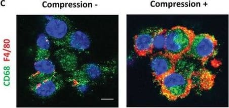 Mechanical compression stimulated piezo‐type mechanosensitive ion channel component 1 (PIEZO1) signaling for CD68+F4/80+ macrophages differentiation in whole periosteal cells (WPCs) and bone marrow‐derived macrophages (BMDMs). A–I) Primary WPCs or BMDMs were harvested from WT mice and subjected to 10 or 0 kPa of mechanical compression. A) mRNA expression of Cd68 and adhesion G protein‐coupled receptor E1 (Adgre1) by RT‐qPCR in WPCs after compression. B) mRNA expression of Adgre1 in BMDMs after compression. C) Immunofluorescent staining of CD68+ (green) and F4/80+ (red) cells in BMDMs after compression. Blue indicates DAPI staining of nuclei. Scale bar, 5 µm. D,E) mRNA expression of colony‐stimulating factor 1 (Csf1) in WPCs and BMDMs after compression, respectively. F,G) mRNA expression of Piezo1 in WPCs and BMDMs after compression, respectively. H,I) BMDMs were pretreated with the PIEZO1 inhibitor GsMTx4 or vehicle for 24 h before compression. H) mRNA expression of Csf1 and Adgre1 in BMDMs after compression. I) Immunofluorescent staining of CD68+ (green) and F4/80+ (red) cells after compression. Blue indicates DAPI staining of nuclei. Scale bar, 5 µm. Data are presented as mean ± SEM. n = 3 per group. A,B,D–G) * p < 0.05 compared with 0 kPa. Statistical significance was determined by unpaired, two‐tailed Student's t‐test. H) *p < 0.05 compared with vehicle 10‐kPa compression group; †p < 0.05. Statistical significance was determined by two‐way ANOVA with Bonferroni post hoc test. Image collected and cropped by CiteAb from the following open publication (//pubmed.ncbi.nlm.nih.gov/34854257), licensed under a CC-BY license. Not internally tested by R&D Systems.