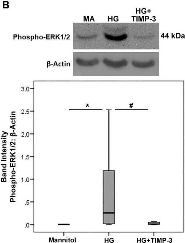 Müller cells were pre-incubated with TIMP-3 (100 ng/ml) or dilution medium for 1 h before increasing the sugar content of the cultures [25 mM of mannitol as control or 25 mM of glucose (HG)]. After 24 h levels of the p65 subunit of NF-kappa B [panel (A)], phospho-ERK1/2 [panel (B)], caspase-3 [panel (C)], and ADAM17 [panel (D)] in cell lysates was determined by Western blot analysis. Results are expressed as median (interquartile range) from three different experiments performed in triplicate. Kruskal-Wallis test and Mann-Whitney test were used for comparisons between three groups and two groups, respectively. *p < 0.05 compared with values obtained from cells treated with mannitol. #p < 0.05 compared with values obtained from cells treated with HG. Image collected and cropped by CiteAb from the following open publication (//pubmed.ncbi.nlm.nih.gov/35082694), licensed under a CC-BY license. Not internally tested by R&D Systems.