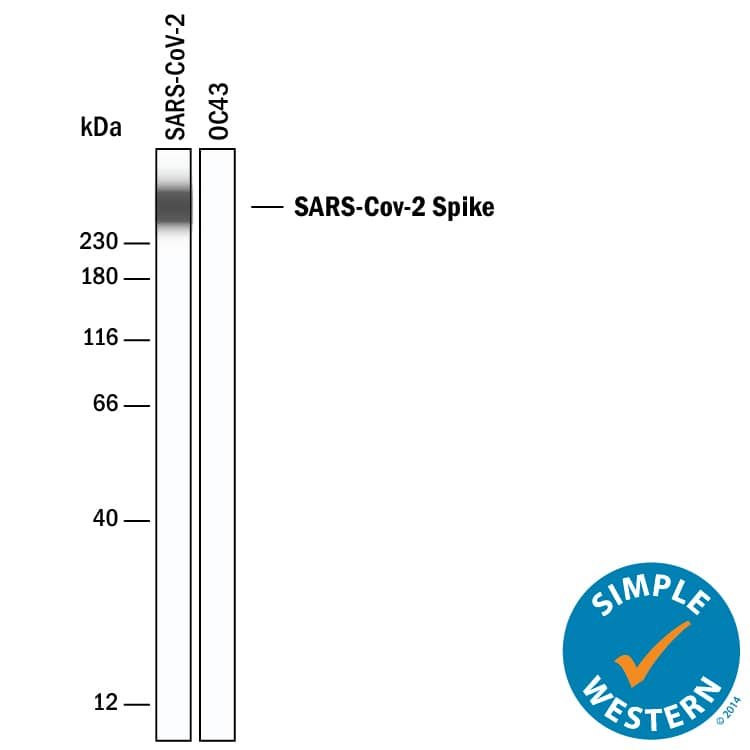 Simple Western SARS-CoV-2 Spike S1 Protein Antibody (2811A) [Unconjugated]
