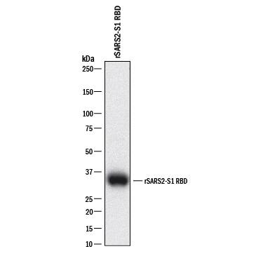 Western Blot SARS-CoV-2 Spike S1 Protein Antibody (2811A) [Unconjugated]