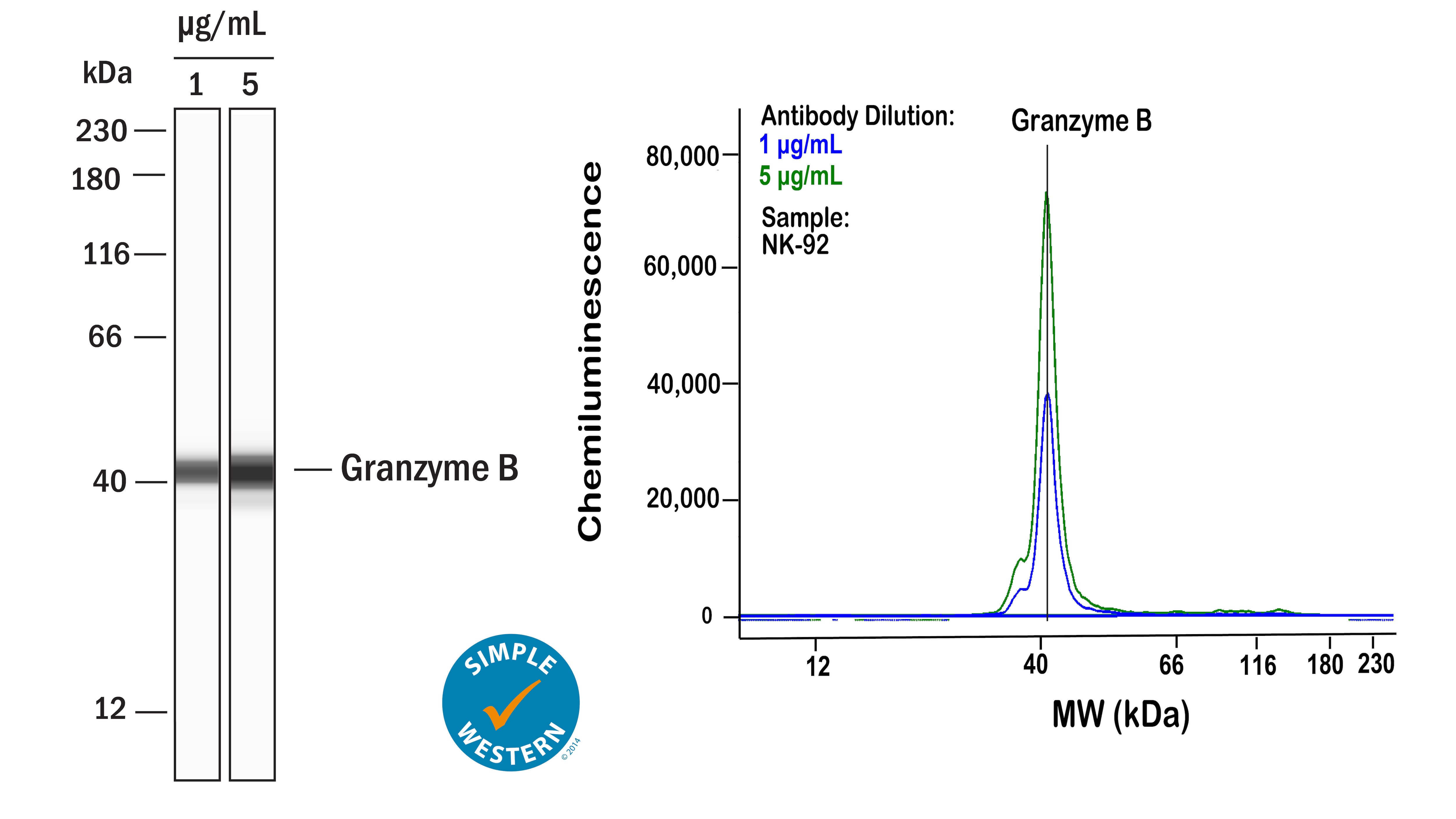 Left: Simple Western lane view shows lysates of NK‑92 human natural killer lymphoma cell line, loaded at 0.1 mg/ml. A specific band was detected for Granzyme B at approximately 42 kDa (as indicated) using both 1 µg/ml and 5 µg/ml of Rabbit Anti-Human Granzyme B Monoclonal Antibody (Catalog # MAB105408) followed by HRP-conjugated Goat Anti-Rabbit Secondary Antibody (Catalog # 042-206). This experiment was conducted under reducing conditions and using the 12-230kDa separation system. Right: Simple Western electropherogram showing the same Rabbit Anti-Human Granzyme B Monoclonal Antibody (Catalog # MAB105408) tested at 1 µg/ml (blue line) and 5 µg/ml (green line) in the NK‑92 human natural killer lymphoma cell line.