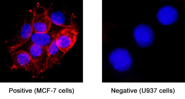 CD9 was detected in immersion fixed MCF‑7 Human Breast Cancer Cell Line (Positive) and U937 Human Histiocytic Lymphoma Cell Line (Negative) using Mouse Anti-Human CD9 Monoclonal Antibody (Catalog # MAB10582) at 8 &micro;g/mL for 3 hours at room temperature. Cells were stained using the NorthernLights&trade; 557-conjugated Anti-Mouse IgG Secondary Antibody (red; Catalog # NL007) and counterstained with DAPI (blue). Specific staining was localized to cell surface and cytoplasm. View our protocol for Fluorescent ICC Staining of Cells on Coverslips.