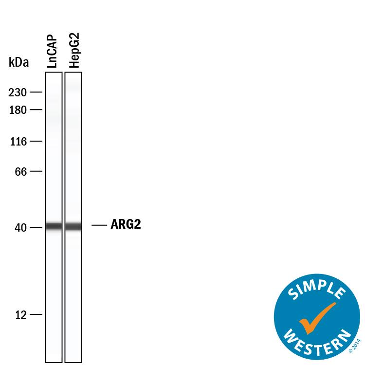 Simple Western lane view shows lysates of LNCaP human prostate cancer cell line and HepG2 human hepatocellular carcinoma cell line, loaded at 0.2 mg/mL. A specific band was detected for Arginase 2/ARG2 at approximately 40 kDa (as indicated) using 5 µg/mL of Rabbit Anti-Human Arginase 2/ARG2 Monoclonal Antibody (Catalog # MAB10602) . This experiment was conducted under reducing conditions and using the 12-230 kDa separation system.