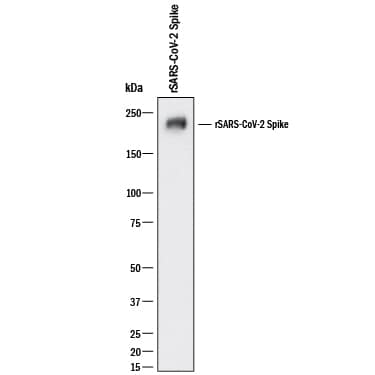 Western blot shows recombinant SARS-CoV-2 Spike Protein. PVDF membrane was probed with 2 µg/mL of Mouse Anti-SARS-CoV-2 Spike S2 Subunit Monoclonal Antibody (Catalog # MAB106371) followed by HRP-conjugated Anti-Mouse IgG Secondary Antibody (HAF018). A specific band was detected for SARS-CoV-2 Spike Protein at approximately 230 kDa (as indicated). This experiment was conducted under reducing conditions and using Western Blot Buffer Group 1.