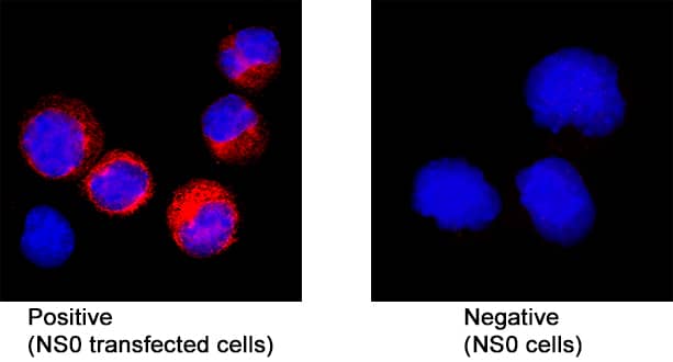 GRIN1/NMDAR1 was detected in immersion fixed NS0 mouse myeloma cell line transfected with mouse GRIN1/NMDAR1 (positive staining) and NS0 mouse myeloma cell line (wild type, negative control) using Rat Anti-Mouse GRIN1/NMDAR1 Monoclonal Antibody (Catalog # MAB10655) at 8 &micro;g/mL for 3 hours at room temperature. Cells were stained using the NorthernLights&trade; 557-conjugated Anti-Rat IgG Secondary Antibody (red; NL013) and counterstained with DAPI (blue). Specific staining was localized to cytoplasm. Staining was performed using our protocol for Fluorescent ICC Staining of Non-adherent Cells.