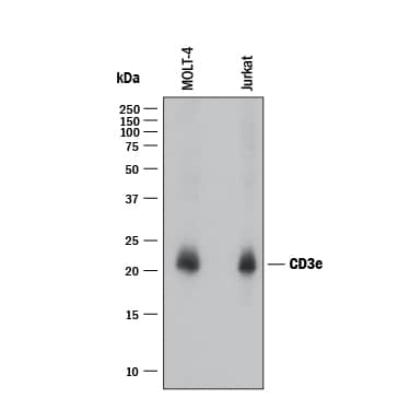 Western blot shows lysates of MOLT‑4 human acute lymphoblastic leukemia cell line and Jurkat human acute T cell leukemia cell line. PVDF membrane was probed with 2 µg/mL of Mouse Anti-Human CD3 epsilon  Monoclonal Antibody (Catalog # MAB10670) followed by HRP-conjugated Anti-Mouse IgG Secondary Antibody (HAF018). A specific band was detected for CD3 epsilon  at approximately 23 kDa (as indicated). This experiment was conducted under reducing conditions and using Western Blot Buffer Group 1.