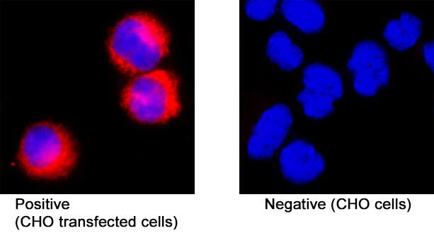 Spike S1 Subunit was detected in immersion fixed CHO Chinese hamster ovary cell line transfected with MERS Spike S1 (positive staining) and CHO Chinese hamster ovary cell line (non-transfected, negative staining) using Mouse Anti-MERS-CoV Spike S1 Subunit Monoclonal Antibody (Catalog # MAB10707) at 8 &micro;g/mL for 3 hours at room temperature. Cells were stained using the NorthernLights&trade; 557-conjugated Anti-Mouse IgG Secondary Antibody (red; NL007) and counterstained with DAPI (blue). Specific staining was localized to cytoplasm. View our protocol for Fluorescent ICC Staining of Non-adherent Cells.