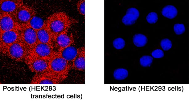 GHRHR was detected in immersion fixed HEK293 human embryonic kidney cell line transfected with GHRHR (positive staining) and HEK293 human embryonic kidney cell line (non-transfected, negative staining) using Mouse Anti-Human GHRHR Monoclonal Antibody (Catalog # MAB107351) at 8 &micro;g/mL for 3 hours at room temperature. Cells were stained using the NorthernLights&trade; 557-conjugated Anti-Mouse IgG Secondary Antibody (red; NL007) and counterstained with DAPI (blue). Specific staining was localized to cell cytoplasm. Staining was performed using our protocol for Fluorescent ICC Staining of Non-adherent Cells.