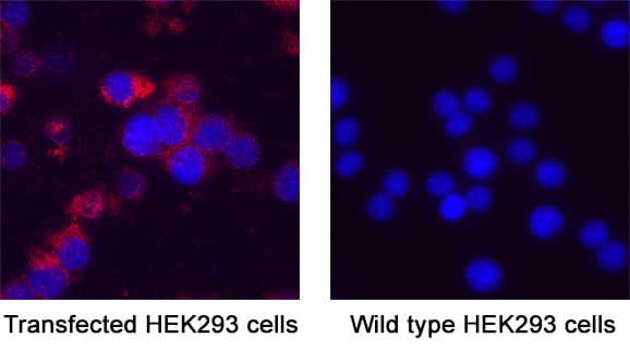 GHRHR was detected in immersion fixed transfected HEK293 (positive) and wild type (negative) cells using Rabbit Anti-Human GHRHR Monoclonal Antibody (Catalog # MAB107353) at 3 &micro;g/mL for 3 hours at room temperature. Cells were stained using the NorthernLights&trade; 557-conjugated Anti-Rabbit IgG Secondary Antibody (red; Catalog # NL004) and counterstained with DAPI (blue). Specific staining was localized to cytoplasm. View our protocol for Fluorescent ICC Staining of Cells on Coverslips.