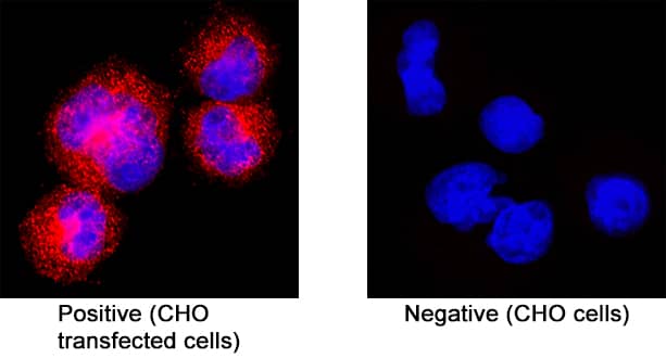 Spike RBD was detected in immersion fixed CHO Chinese hamster ovary cell line transfected with SARS-CoV-2 (positive staining) and CHO Chinese hamster ovary cell line (non-transfected, negative staining) using Mouse Anti-SARS-CoV-2 Spike RBD Monoclonal Antibody (Catalog # MAB10827) at 8 &micro;g/mL for 3 hours at room temperature. Cells were stained using the NorthernLights&trade; 557-conjugated Anti-Mouse IgG Secondary Antibody (red; Catalog # NL007) and counterstained with DAPI (blue). Specific staining was localized to cytoplasm. View our protocol for Fluorescent ICC Staining of Cells on Coverslips.