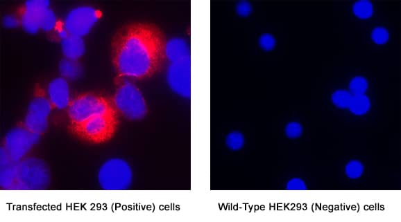 GPR88 was detected in immersion fixed HEK293 human cell line transfected with GPR88 (positive staining) and absent in HEK293 cell line (wild type, negative control) using Mouse Anti-Human GPR88 Monoclonal Antibody (Catalog # MAB108281) at 8 &micro;g/mL for 3 hours at room temperature. Cells were stained using the NorthernLights&trade; 557-conjugated Anti-Mouse IgG Secondary Antibody (red; Catalog # NL007) and counterstained with DAPI (blue). Specific staining was localized to cytoplasm. View our protocol for Fluorescent ICC Staining of Non-adherent Cells.