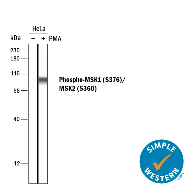 <b>Biological Strategies Validation. </b>Simple Western lane view shows lysates of HeLa human cervical epithelial carcinoma cell line untreated (-) or treated (+) with 200 nm PMA for 20 minutes, loaded at 0.2 mg/mL. A specific band was detected for MSK1/MSK2 at approximately 98 kDa (as indicated) using 5 µg/mL of Rabbit Anti-Human Phospho-MSK1/MSK2 (MSK1 S376, MSK2 S360) Monoclonal Antibody (Catalog # MAB1094) . This experiment was conducted under reducing conditions and using the 12-230 kDa separation system.