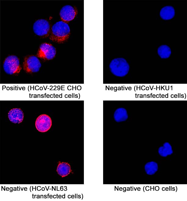Spike RBD was detected in immersion fixed Transfected HCoV-229E CHO cells (positive), Transfected HCoV-NL63 CHO cells (negative), Transfected HCoV-HKU1 CHO cells (negative), Wild Type CHO cells (negative) using Rabbit Anti-HCoV-229E Spike RBD Monoclonal Antibody (Catalog # MAB11039) at 8 &micro;g/mL for 3 hours at room temperature. Cells were stained using the NorthernLights&trade; 557-conjugated Anti-Rabbit IgG Secondary Antibody (red; Catalog # NL004) and counterstained with DAPI (blue). Specific staining was localized to cytoplasm. View our protocol for Fluorescent ICC Staining of Cells on Coverslips.