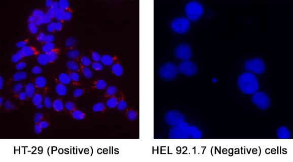 FGFR2 alpha was detected in immersion fixed HT‑29 Human Colon Adenocarcinoma Cell Line (Positive) and absent in HEL 92.1.7 Human Erythroleukemic Cell Line (Negative) using Mouse Anti-Human FGFR2 alpha Monoclonal Antibody (Catalog # MAB11119) at 3 &micro;g/mL for 3 hours at room temperature. Cells were stained using the NorthernLights&trade; 557-conjugated Anti-Mouse IgG Secondary Antibody (red; Catalog # NL007) and counterstained with DAPI (blue). Specific staining was localized to cytoplasm. View our protocol for Fluorescent ICC Staining of Cells on Coverslips.